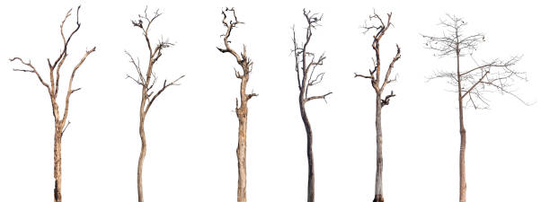 istock dead trees or dry tree collection isolated on white background. 2049134681