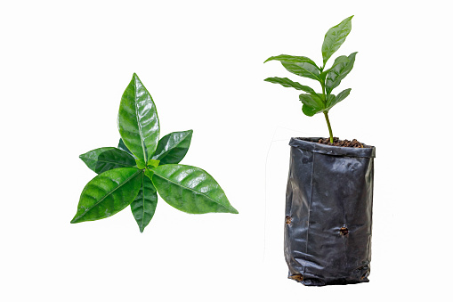 Young plant coffee seedlings is growing in black bag isolated on white background.