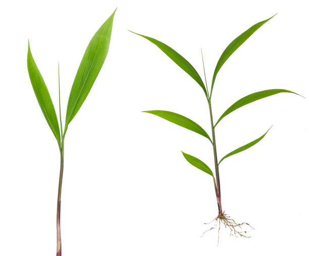 istock Green grass with root and long blades isolated on white background. 2049136424