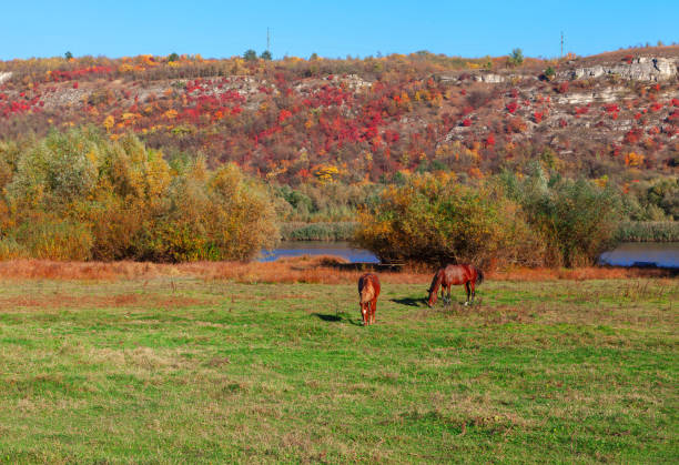 istock Horses grazing on a meadow near the river 2049144684
