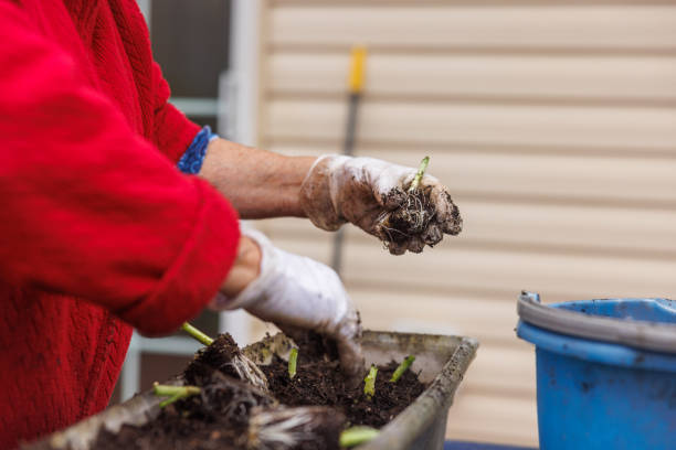 istock Planting scallion in a flower pot in spring. 2049154588