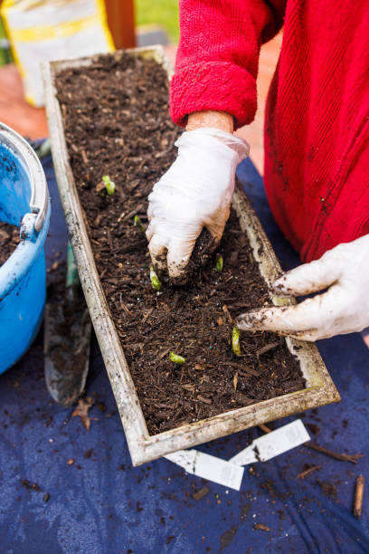 istock Spring onion planting, close-up with focus on  hands. 2049154613