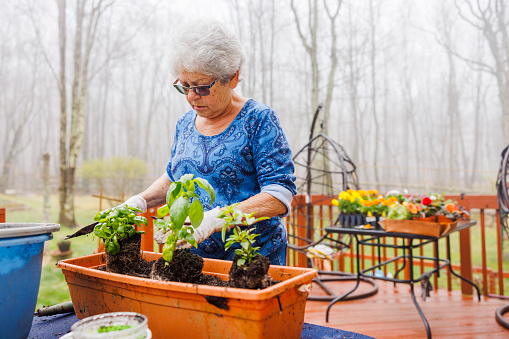 Concentrated, retired woman planting basil in a foggy day in spring.