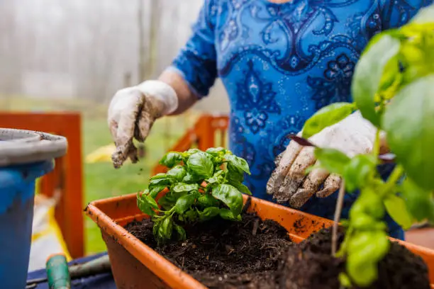 Photo of Planting basil in spring in a flower pot.