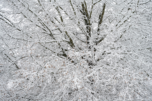 Snowy winter close up frost garden