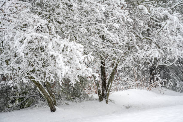 Free Stock Photo of Snow-covered forest with trees and branches ...