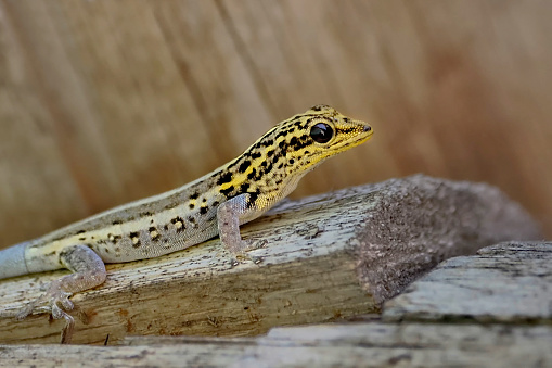Yellow-headed gecko Lygodactylus luteopicturatus - looks like a fake or an AI creation... it is not known where such unusual coloration comes from in nature. Photo taken in Zanzibar