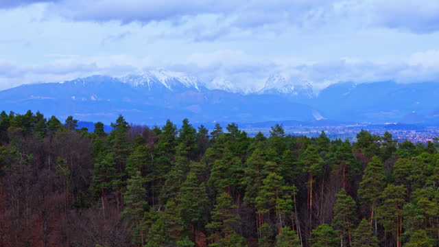 AERIAL Drone Shot of Evergreen Trees in Forest with Snowcapped Mountains in Background Under Cloudy Sky