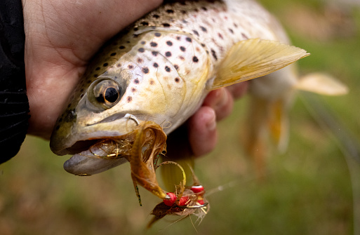A wild brown trout caught while fly fishing in Maryland
