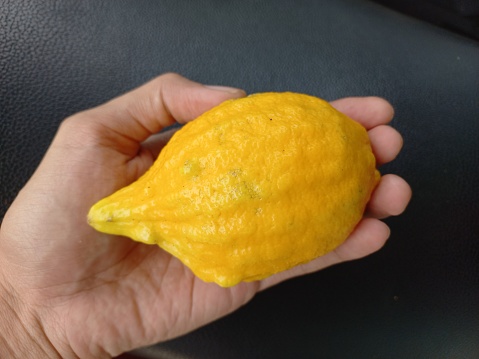 Citron (Citrus medica) on hand, lemon