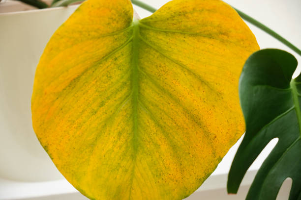 istock Monstera deliciosa with a yellow leaf due to problems with disease or insect damage 2049299848