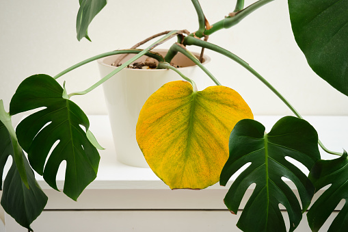 Monstera deliciosa with a yellow leaf due to problems with disease or insect damage