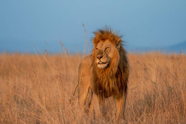 istock King of the Jungle 2049313137