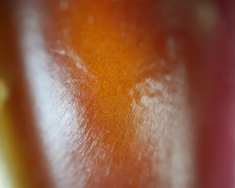 Macro, close-up. Flint Corn, also known as Indian corn. Hull texture.