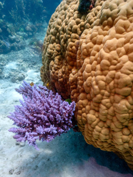 istock Coral on the Great Barrier Reef 2049376193