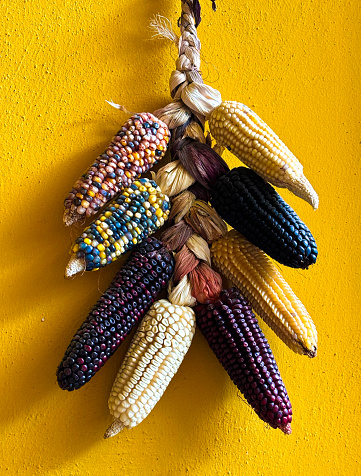 Mexico: Indian Corn Hanging on Vibrant Yellow Wall. Shot in Oaxaca.