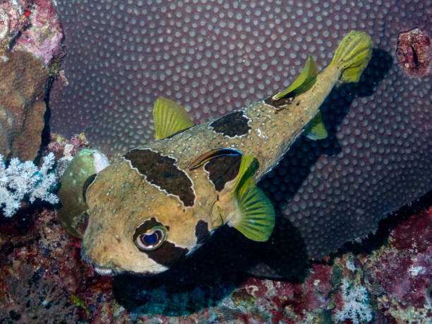 istock Porcupinefish with Coral 2049390615