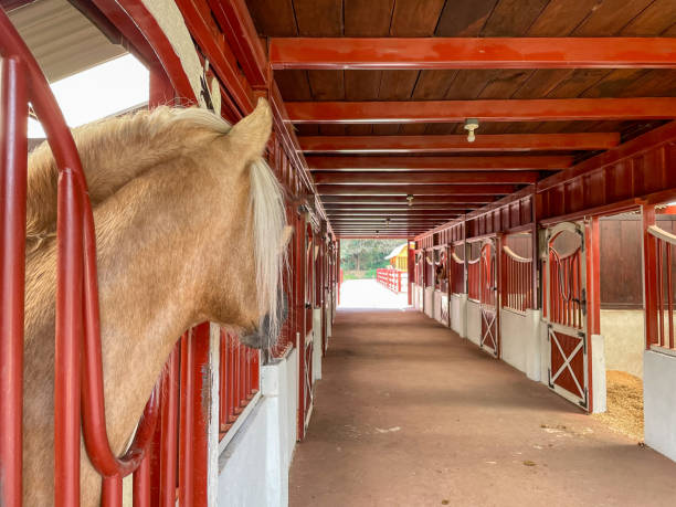 istock purebred horse in stable. 2049394177