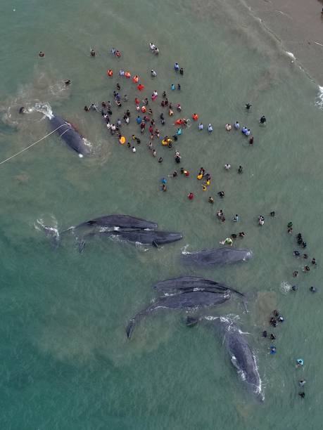 aerial view of sperm whale stranded on the beach - whale sperm whale beached dead animal zdjęcia i obrazy z banku zdjęć