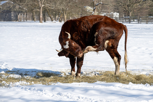 Cow eating grass at farm in Winter, Worcester, Pennsylvania, USA