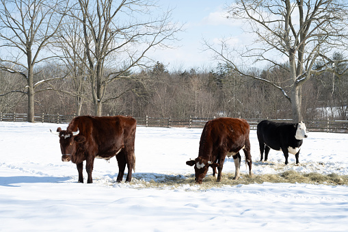 Cows at farm in Winter, Worcester, Pennsylvania, USA
