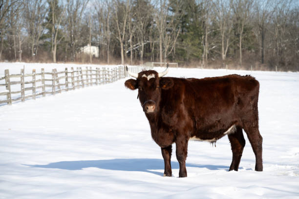 istock Cow at farm in Winter 2049409014