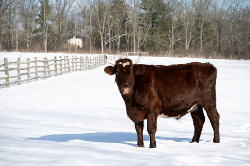 Cow at farm in Winter, Worcester, Pennsylvania, USA