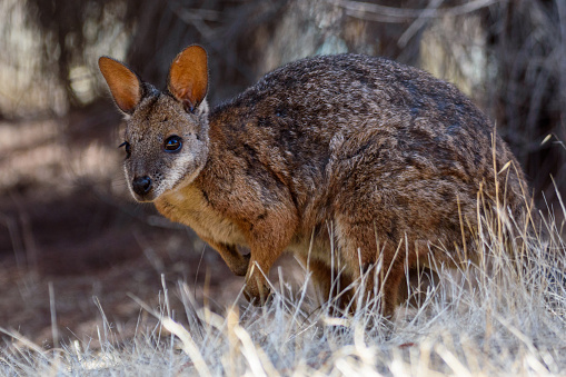 Eastern grey kangaroo with joey in the wild