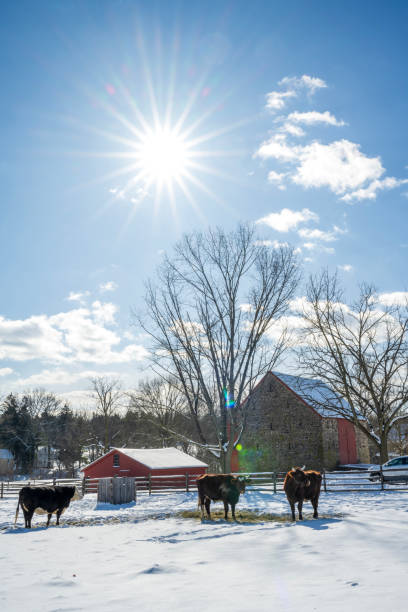 Worcester, USA - January 20, 2024. Historic Peter Wentz Farm in Winter, Worcester, Pennsylvania, USA