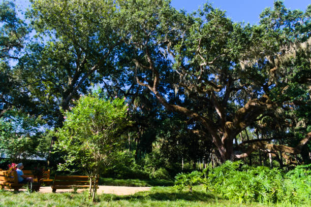 Giant rain tree (Samani Asman) or monkey pod in Kanchanaburi, a famous tourist destination.