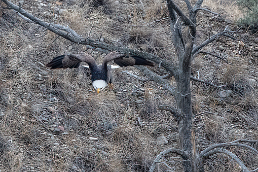 Bald Eagle flying in direction of camera over the Yellowstone River in Montana in western USA of North America.