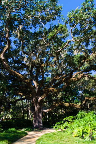 istock Big Oak Trees in the Washington Oak State Park 2049422358