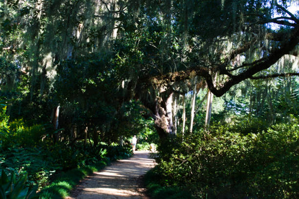 istock Big Oak Trees in the Washington Oak State Park 2049422871