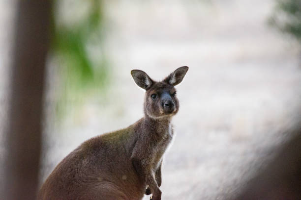 Kangaroos encountered on Kangaroo Island