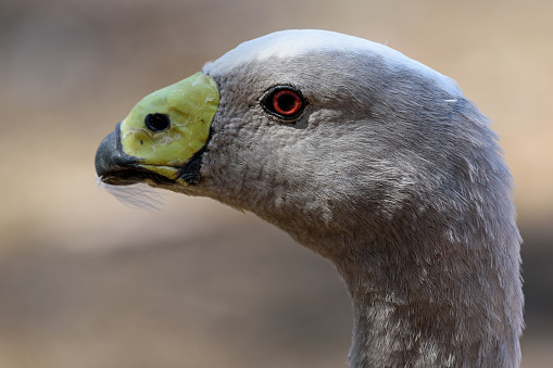 Cape barren goose encountered on Kangaroo island