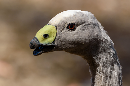 Cape barren goose encountered on Kangaroo island