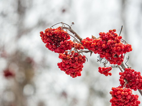 Red Rowan Berries Covered With Fresh Snow. Winter Background