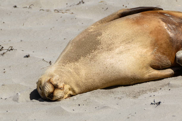 istock Australian Sea Lion 2049446920