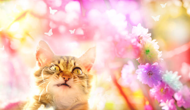 Tabby cute smiling cat walking on the spring garden. Blooming tree with bee, amazing sunny day, beauty in nature. Happy pets
