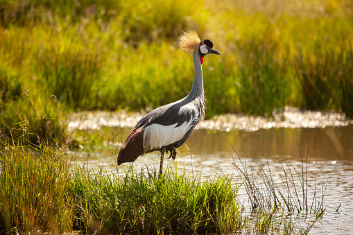 The gray crowned crested Crane of Uganda, one of the most beautiful and majestic birds in Africa found in Uganda where it is also the the National symbol and the national bird of Uganda.