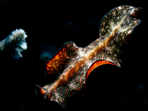 A flatworm encountered on the Great Barrier Reef