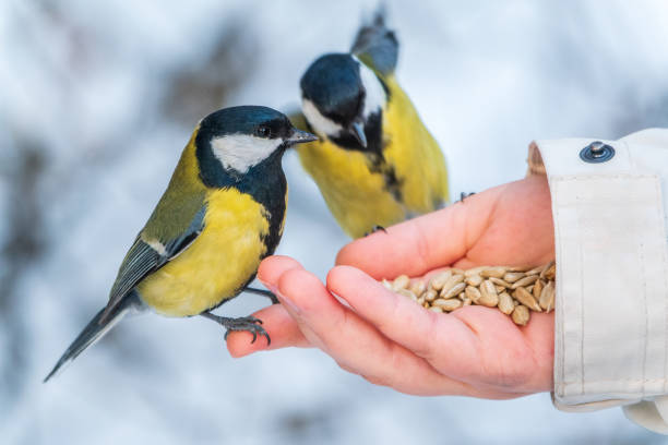 Girl feeds a tit from a palm. A bird sits on a woman's hand and eats seeds. Caring for animals in winter or autumn. The great tit, Parus major.