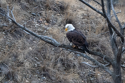 Bald Eagle perched over the Yellowstone River in Montana in western USA of North America.