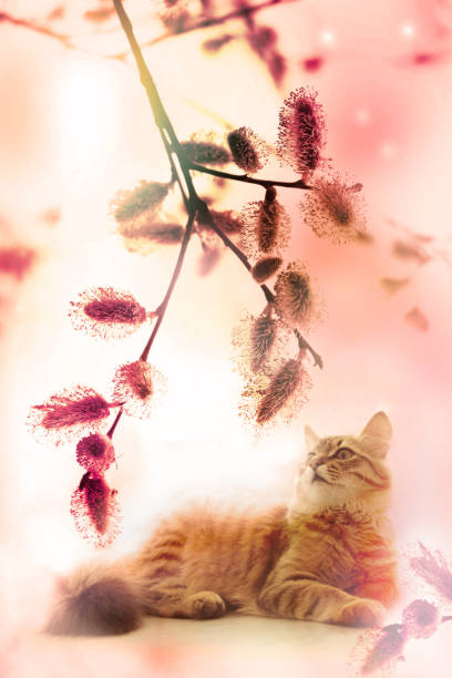 Tabby kitten walking on the spring garden. Close up pussy willow branches background . Spring easter pussy willow branches . Pastel coloring.  Vertical banner