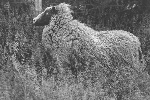 A black & white profile of a Shetland sheep running through a pasture of tall grass