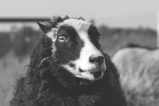 istock Black & White Shetland Sheep Portrait 2049500143