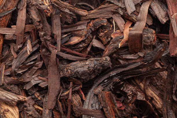 istock Dry Alkanet or Ratan Jot (Alkanna tinctoria) roots, Full-Frame wallpaper. 2049503218