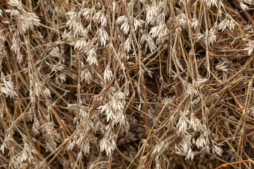 Close-up of Dry Organic Pitpapra or Varatika (Fumaria Indica) herb, Full-Frame wallpaper. Top View