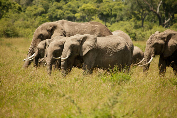 istock Elephant on savanna, Kenya, Africa. 2049504248