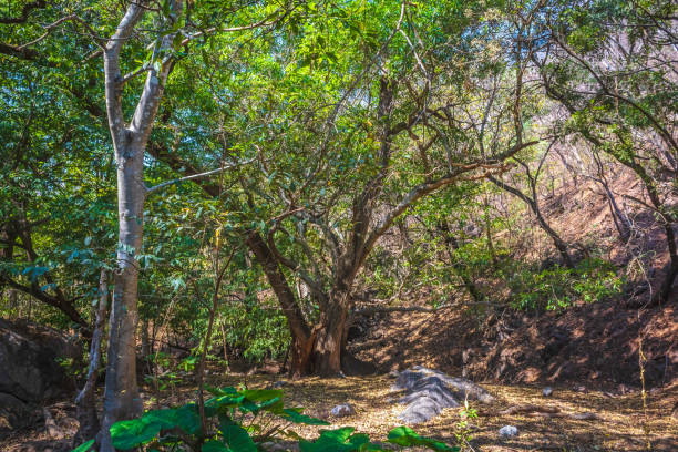istock Tree or small ahuehuete in palmillas Guerrero 2049509848
